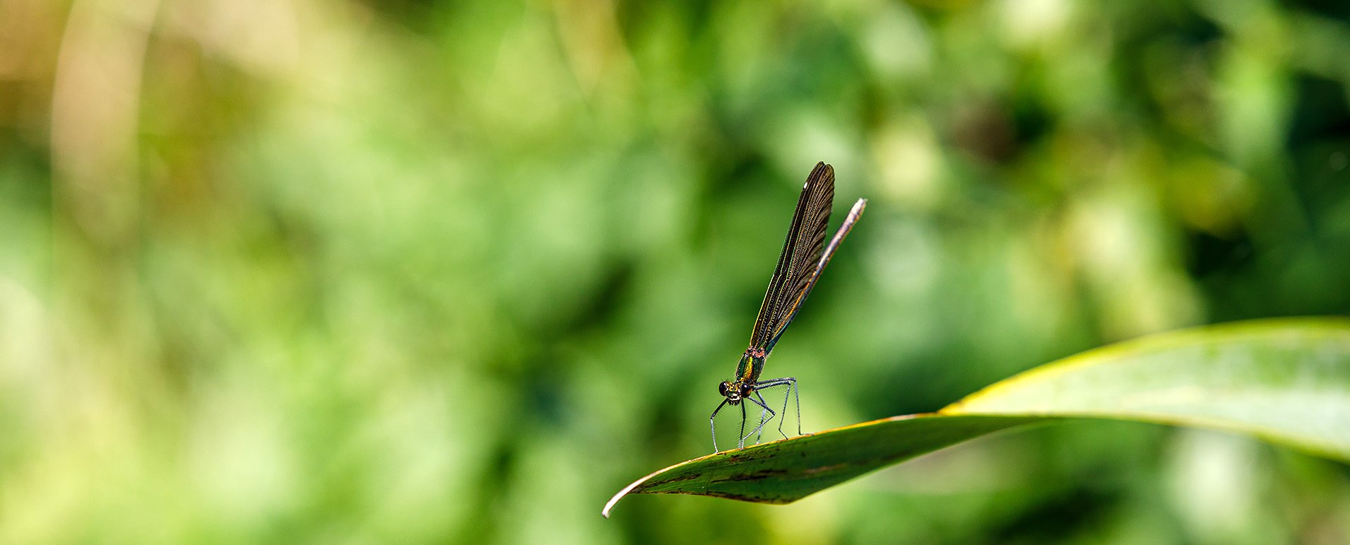 Libelle